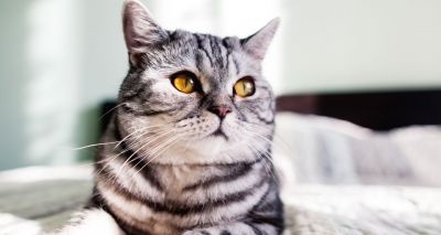Indoor cat study to look at joint disease